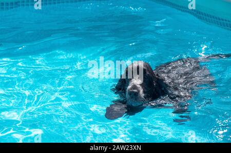 Chien de fée de Cocker nageant en anglais dans la piscine Banque D'Images