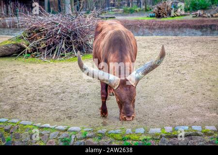 Ankole Watusi bull avec de grandes cornes Banque D'Images