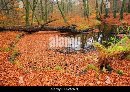 Rotbach, ruisseau proche de la nature, forêt de hêtre aux couleurs de l'automne, Allemagne, Rhénanie-du-Nord-Westphalie, région de la Ruhr, Bottrop Banque D'Images