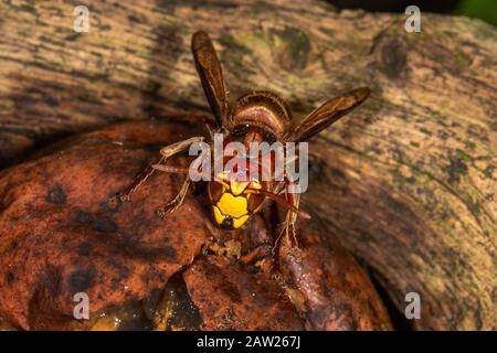 Hornet, Brown hornet, European hornet (Vespa crabro), se nourrit de fruits tombés, Allemagne, Bavière Banque D'Images