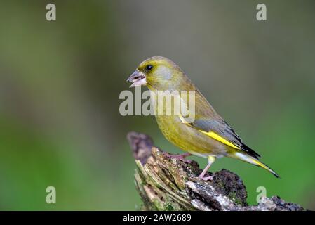 greenfinch occidental (Carduelis chloris, chloris chloris), mâle avec fourrage, nourrir les oiseaux en hiver, Allemagne, Rhénanie-du-Nord-Westphalie Banque D'Images