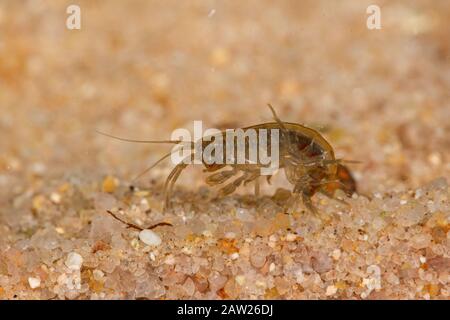 Crevettes d'eau douce (Rivulogammarus pulex, Gammarus pulex), sur terrain sablonneux Banque D'Images