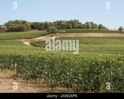 Vignobles français de Bordeaux avec lesquels a sorti l'un des vins les plus célèbres au monde Banque D'Images