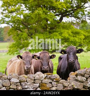 Trois vaches laitières brunes inquisitives dans une rangée regardant sur un mur de pierre sèche à la caméra, Angleterre Royaume-Uni Banque D'Images