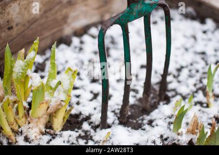 Pousses d'iris au début du printemps sous la neige. Fourches dans le socle au sol à côté des fleurs. Concept de jardinage. Modèle de conception. Espace de copie. Banque D'Images