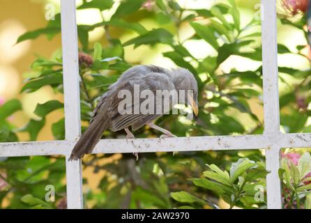 Indian Juvenile Jungle Babbler aussi connu sous le nom scientifique de sept sœurs Argya striata vu appeler criant bouche ouverte à être nourri par le parent. Perchi Banque D'Images