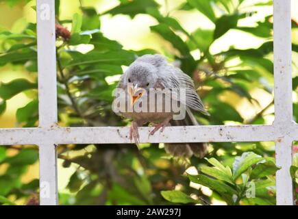 Indian Juvenile Jungle Babbler aussi connu sous le nom scientifique de sept sœurs Argya striata vu appeler hurlant bouche ouverte beek à être nourri par le parent. P Banque D'Images