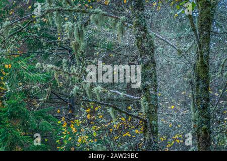Troncs d'arbres et branches couvertes de la croissance de la mousse verte dans la forêt d'automne.gros plan nature abstrait.Paisible scène boisée.Beauté dans la nature. Banque D'Images