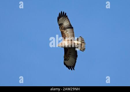 Buse variable (Buteo buteo) Banque D'Images