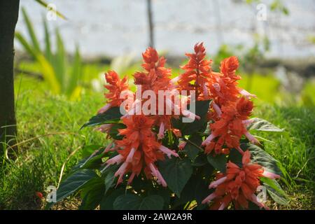 Gros plan de la plante de fleur de salvia rouge, de la salvia vivace, de la nemorosa, de la salvia divinorum, de la salvia officinalis avec des feuilles vertes qui poussent dans le jardin Banque D'Images