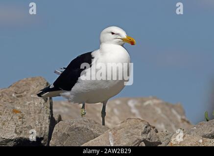 Kelp Gull (Larus dominicanus vetula) adulte assis sur les rochers Western Cape, Afrique du Sud Novembre Banque D'Images