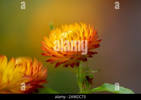 Marguerites En Papier Jaune/Orange Banque D'Images