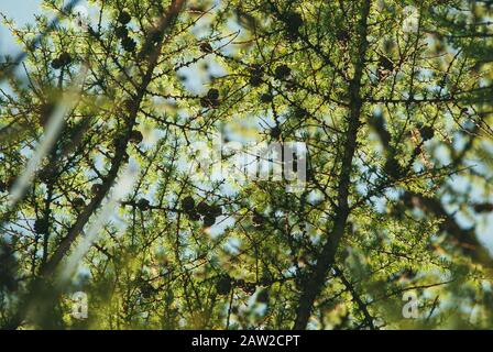 Jeunes branches d'un conifères avec des cônes sous les rayons d'or du soleil de printemps contre un ciel bleu doux. Recherche Banque D'Images