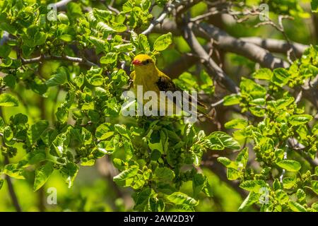 ORIOLUS oriolus, Perchage d'oriole doré dans un arbre de mûrier Banque D'Images