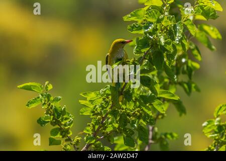 ORIOLUS oriolus, Perchage d'oriole doré dans un arbre de mûrier Banque D'Images