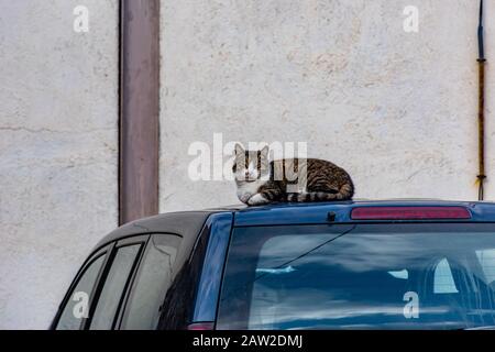 Un chat errant décontracté brazen assis / allongé sur une voiture bleue Banque D'Images