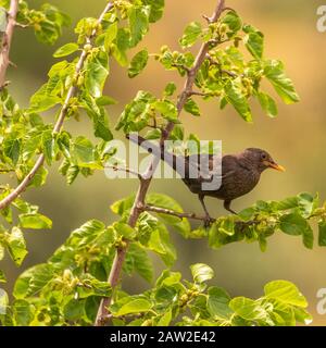 Turdus merula, femelle de Blackbird perching dans un mûrier Banque D'Images