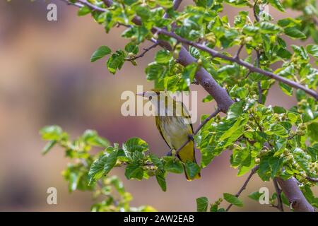 ORIOLUS oriolus, Perchage d'oriole doré dans un arbre de mûrier Banque D'Images