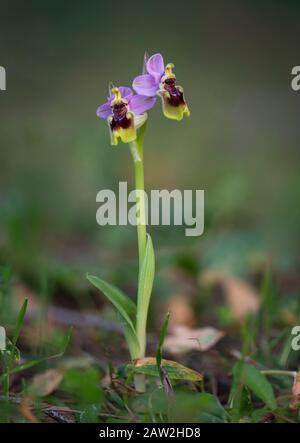 L'orchidée mouche, Ophrys tenthredinifera, Andalousie, Sud de l'Espagne. Banque D'Images