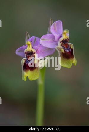 L'orchidée mouche, Ophrys tenthredinifera, Andalousie, Sud de l'Espagne. Banque D'Images