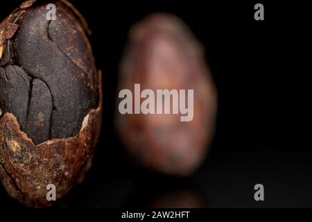 Groupe de deux grains de cacao brun frais un dans l'accent isolé sur le verre noir Banque D'Images