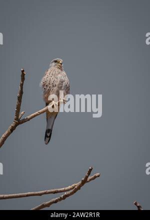 Kestrel commun, Falco tinnunculus, petits oiseaux de proie assis sur le tronc de l'arbre Banque D'Images