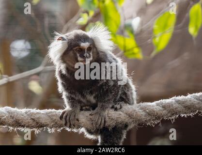 singe titi dans un zoo penchant sur une corde regardant Banque D'Images