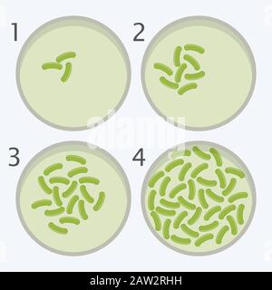 stades de croissance des bactéries vectorielles. bactérie dans les boîtes de petri isolée sur fond blanc. illustration de l'eps10 Illustration de Vecteur