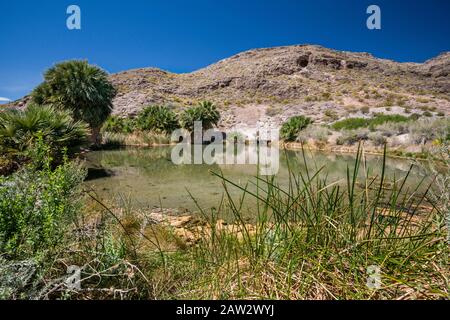 L Étang à Rogers, printemps printemps chaud géothermique près de oasis Northshore Road, Lake Mead National Recreation Area, Nevada, USA Banque D'Images