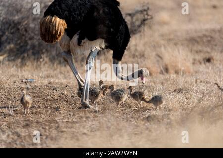 Autruche poussins avec maman autruche dans le désert Banque D'Images