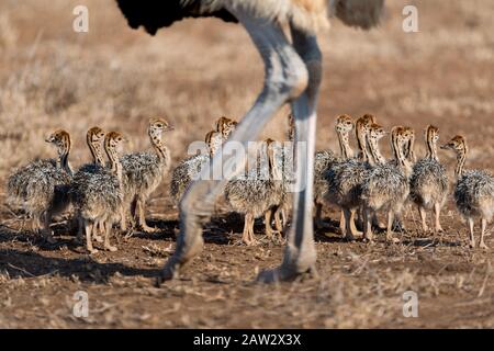 Autruche poussins avec maman autruche dans le désert Banque D'Images