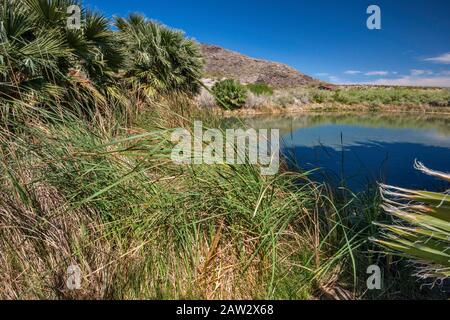 L Étang à Rogers, printemps printemps chaud géothermique près de oasis Northshore Road, Lake Mead National Recreation Area, Nevada, USA Banque D'Images