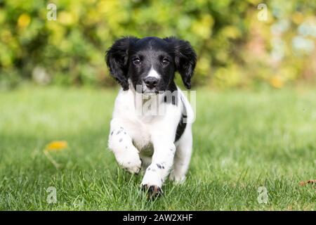 Tir d'action pour chiot Banque D'Images