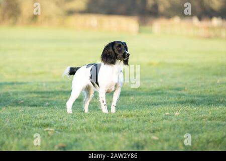 spaniel debout dans un champ Banque D'Images