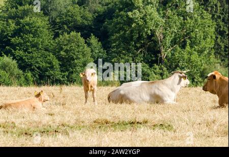 Bétail domestique veau et troupeau de vaches, bos taurus, sur un pâturage dans la campagne rurale en Allemagne, Europe occidentale Banque D'Images