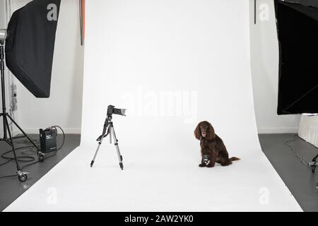 Chien dans un studio de photographie Banque D'Images