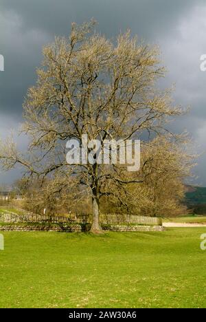 Arbre mûr dans la campagne anglaise au Royaume-Uni Banque D'Images