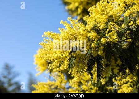 La branche Mimosa fleurit avec des fleurs jaunes sur l'île Noirmoutier Banque D'Images