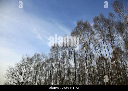Arbres Birch argentés (betula pendula) contre un ciel bleu en hiver. Banque D'Images