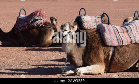 Chameaux attachés utilisés pour les voyages touristiques au Maroc Banque D'Images