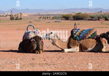 Chameaux attachés utilisés pour les voyages touristiques au Maroc Banque D'Images