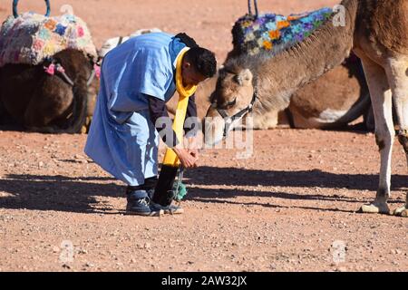 Un guide berbère vous permettant de contempler un chameau utilisé pour des safaris de chameaux touristiques dans les palmeraies près de Marrakech, au Maroc Banque D'Images