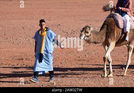 Un guide berbère local qui vous guide pour un safari à dos de chameau dans les déserts et les palmeraies près de Marrakech, Maroc, Afrique du Nord Banque D'Images