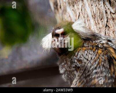 singe titi penchant sur un arbre regardant Banque D'Images