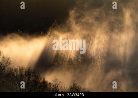 La lumière du soleil se filtre à travers un nuage de brume et d'arbres. Banque D'Images