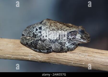 Grenouille d'arbre grise du Cope (Dryophytes chrysoscelis) Banque D'Images