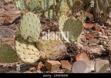 Vue sur le Cactus de la queue de Beaver, Opuntia basilaris, une espèce de pricklypear Banque D'Images