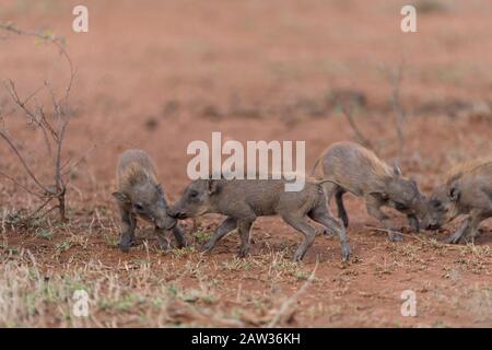 Warthog avec porcelets, warthog avec bébé Banque D'Images