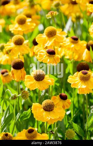 Helenium 'El Dorado', Sneezeweed 'El Dorado' en milieu d'été Banque D'Images