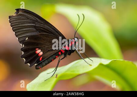 Cattleheart à motif émeraude - Parides sesostris, beau apollo de couleur des forêts et buissons d'Amérique du Sud, Equateur. Banque D'Images